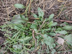 Erigeron annuus