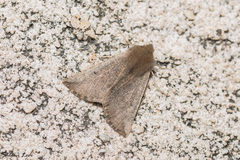 Dasycorsa modesta