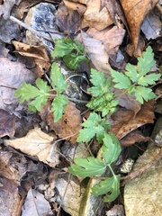 Phacelia bipinnatifida