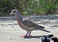 Patagioenas corensis