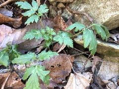 Phacelia bipinnatifida