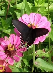 Parides bunichus perrhebus