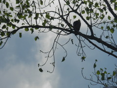 Patagioenas picazuro