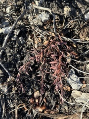 Comandra umbellata pallida