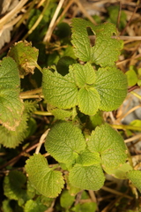 Lamium album
