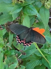 Parides bunichus perrhebus
