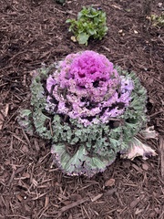 Brassica oleracea acephala