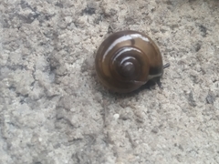 Macrochlamydinae