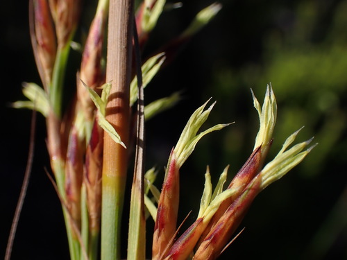 Image of Tetraria secans by (c) Ren Hoekstra, some rights reserved (CC BY)