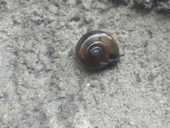 Macrochlamydinae