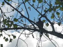 Patagioenas picazuro