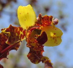 Cyrtopodium punctatum