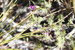 Indigofera quinquefolia