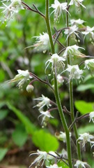 Tiarella