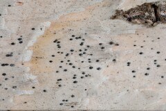 Arthopyrenia analepta