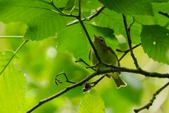 Vireo olivaceus