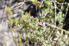 Indigofera quinquefolia