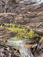 Callicladium imponens