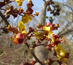 Cyrtopodium punctatum