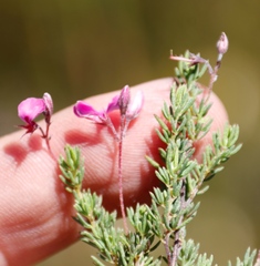 Indigofera quinquefolia