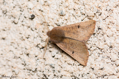 Dasycorsa modesta