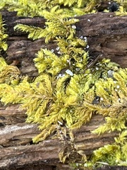 Callicladium imponens