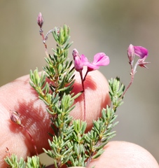 Indigofera quinquefolia