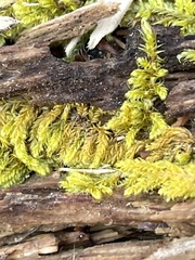 Callicladium imponens