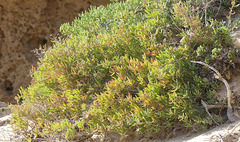 Tetraena fontanesii