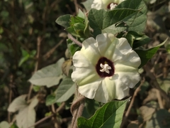 Hewittia malabarica