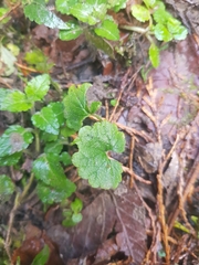 Glechoma hederacea