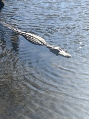 Alligator mississippiensis