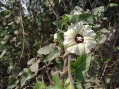 Hewittia malabarica