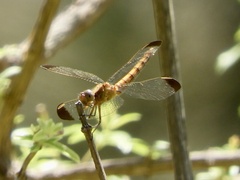 Erythrodiplax atroterminata