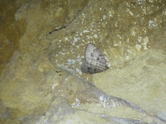 Triphosa dubitata