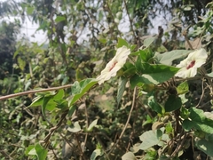 Hewittia malabarica