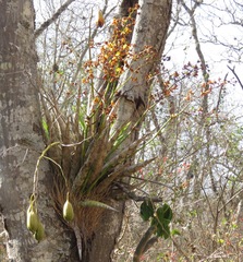 Cyrtopodium punctatum