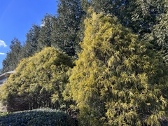 Chamaecyparis pisifera