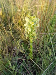 Habenaria epipactidea