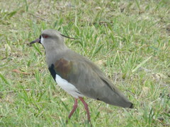 Vanellus chilensis
