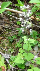 Tiarella