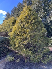 Chamaecyparis pisifera