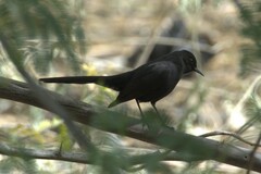 Cercotrichas podobe