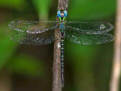 Triacanthagyna trifida