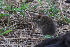 Arvicanthis niloticus