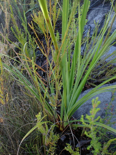 Image of Tetraria secans by (c) Ren Hoekstra, some rights reserved (CC BY)