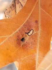 Aceria querci
