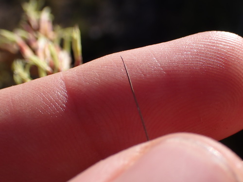 Image of Tetraria secans by (c) Ren Hoekstra, some rights reserved (CC BY)