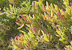 Tetraena fontanesii