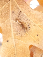 Aceria querci